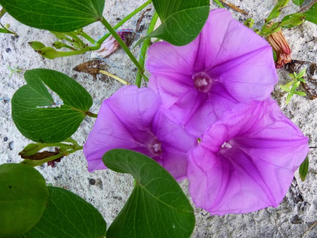 فندق Casa Violeta تولوم المظهر الخارجي الصورة